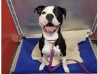 Adopt Ronni a Pit Bull Terrier, Mixed Breed