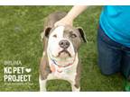 Adopt Bruna a Pit Bull Terrier, Mixed Breed