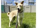 Adopt Breadstick a Mixed Breed