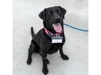 Adopt Lennox - Adopted! a Labrador Retriever