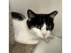 Adopt Alexis - Claremont Location a Domestic Short Hair