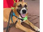 Adopt Ripley a Boxer