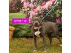 Adopt Swiftie a Mixed Breed