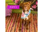 Adopt Pippy a Mixed Breed