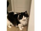 Adopt Sally a Norwegian Forest Cat, Tuxedo