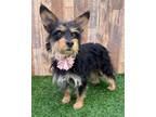 Adopt Trixie a Yorkshire Terrier