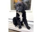 Adopt Abbey a Border Collie