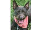 Adopt Paisley a Terrier