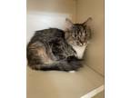 Adopt Ruthie ~ Available at Petsmart in Warsaw, IN! a Domestic Medium Hair