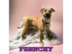 Adopt Frenchy a Black Mouth Cur, Mastiff