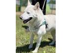 Adopt Jasmyn 23D-0267 a Siberian Husky