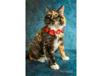 Adopt Maddi a Domestic Short Hair