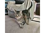 Adopt Ms Jane's Cat - Offered by Owner a Tabby, Domestic Short Hair