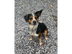 Adopt Hazel a Australian Cattle Dog / Blue Heeler, Beagle