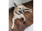 Adopt Lea Lea a Labrador Retriever