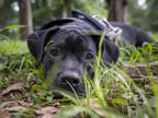 Adopt French Fry a Labrador Retriever, Mixed Breed