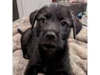 Adopt Cinder KB a Black Labrador Retriever, Schnauzer