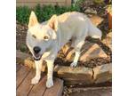 Adopt Amber RP a White German Shepherd, Husky