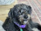 Adopt Korrie a German Wirehaired Pointer, Poodle