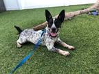 Adopt Dale a Rat Terrier, Cattle Dog
