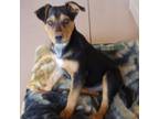 Adopt Moppet a Cattle Dog
