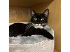 Adopt Cindy a Domestic Short Hair