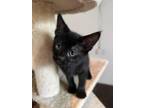 Adopt Bee a Domestic Short Hair