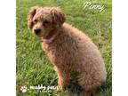 Adopt Penny a Poodle