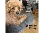 Adopt Penny a Poodle