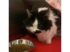 Adopt Calamity Jane a Domestic Long Hair