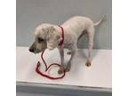 Adopt Beverly a Poodle