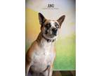 Adopt Juno a Australian Cattle Dog / Blue Heeler