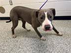 Adopt DOTEY a Pit Bull Terrier