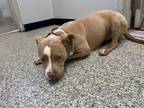 Adopt DOLLY a Pit Bull Terrier