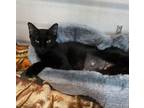 Adopt Scoop a Domestic Short Hair
