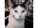 Adopt Chelsea (young adult female) a Domestic Short Hair