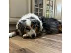 Adopt Monopoly a Australian Shepherd