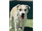 Adopt Bitsy a Terrier, Mixed Breed