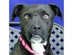 Adopt June a Border Collie, Labrador Retriever