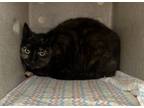 Adopt Working Cat- Bismuth a Domestic Short Hair