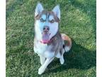 Adopt NIKKITA a Husky