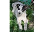 Adopt Zara a Australian Cattle Dog / Blue Heeler, Australian Shepherd