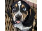 Adopt Henrietta a Bluetick Coonhound