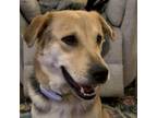 Adopt Maggie Moo a Mixed Breed