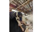 Adopt Rin a Beagle, Australian Shepherd