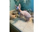 Adopt Sweetie a Sphynx / Hairless Cat