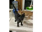 Adopt Hart a Domestic Short Hair