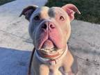 Adopt ELLIE MAE a Pit Bull Terrier