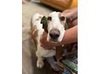 Adopt Mable Bell a Basset Hound, Mixed Breed
