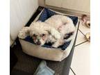 Adopt Tilly a Poodle